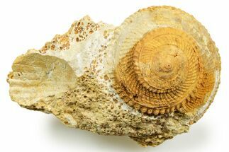 Jurassic Sea Snail (Obornella) Fossil - Évrecy, France #367762