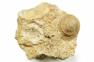 Jurassic Sea Snail (Obornella) Fossil - Évrecy, France #367772