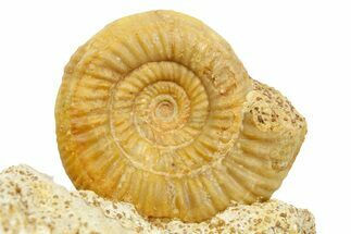 Jurassic Ammonite (Cleistosphinctes) Fossil - Évrecy, France #367863