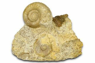 Jurassic Ammonites (Normannites & Oppelia) and a Sea Snail - France #367888