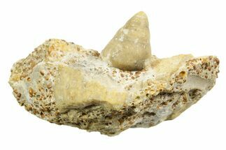 Jurassic Sea Snail (Ataphrus) Fossil - Évrecy, France #367758