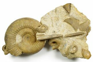 Jurassic Fossil Ammonites, Sea Snail, Belemnites, and Clams - France #367914