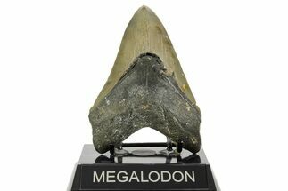 Fossil Megalodon Tooth - North Carolina #367921