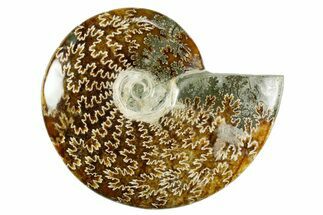 Polished Ammonite (Cleoniceras) Fossil - Madagascar #365058