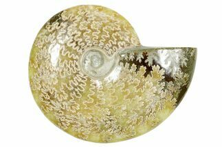 Polished Ammonite (Cleoniceras) Fossil - Madagascar #365078