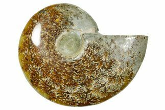 Polished Ammonite (Cleoniceras) Fossil - Madagascar #365080