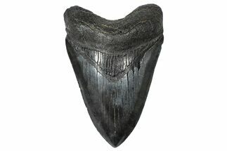 Fossil Megalodon Tooth - South Carolina #367966