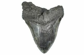 Bargain, Fossil Megalodon Tooth - South Carolina #367983