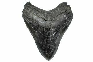 Bargain, Fossil Megalodon Tooth - South Carolina #367989