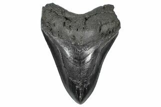 Bargain, Fossil Megalodon Tooth - South Carolina #367993