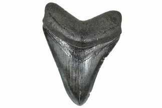 Fossil Megalodon Tooth - South Carolina #367998