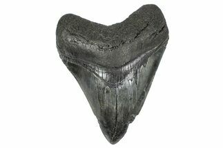 Fossil Megalodon Tooth - South Carolina #368009