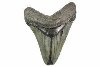 Serrated Chubutensis Tooth - Megalodon Ancestor #368031