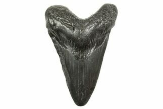 Juvenile Megalodon Tooth - South Carolina #368033