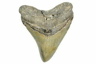 Serrated, Fossil Megalodon Tooth - North Carolina #368041