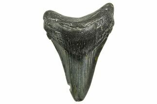Juvenile Megalodon Tooth - North Carolina #368050