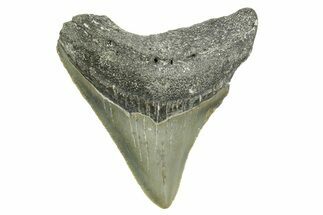 Serrated, Posterior Megalodon Tooth - North Carolina #368058