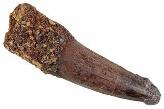 Fossil Spinosaurus Tooth - Real Dinosaur Tooth #367936