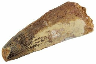 Fossil Spinosaurus Tooth - Feeding Worn Tooth #367944