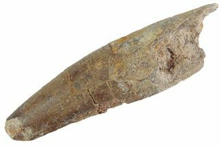 Fossil Spinosaurus Tooth - Real Dinosaur Tooth #367945