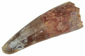 Fossil Spinosaurus Tooth - Feeding Worn Tooth #367947