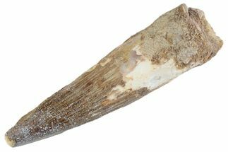 Fossil Spinosaurus Tooth - Real Dinosaur Tooth #367953