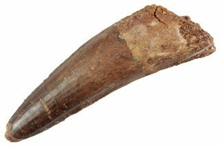Fossil Spinosaurus Tooth - Real Dinosaur Tooth #367965