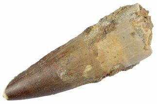 Fossil Spinosaurus Tooth - Real Dinosaur Tooth #367980