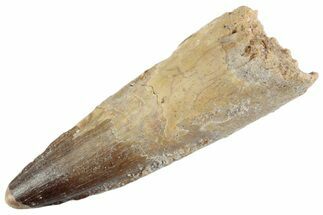 Fossil Spinosaurus Tooth - Feeding Worn Tooth #367988