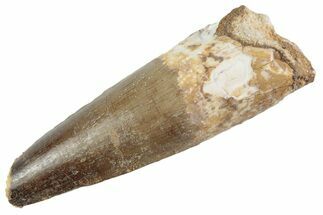 Fossil Spinosaurus Tooth - Feeding Worn Tooth #367999