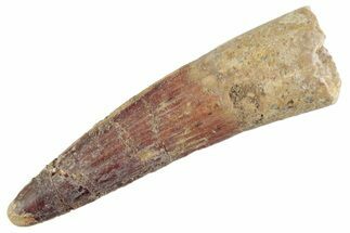 Fossil Spinosaurus Tooth - Real Dinosaur Tooth #368011