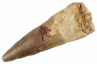 Fossil Spinosaurus Tooth - Real Dinosaur Tooth #368012