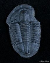 Inch Loose Asaphiscus Wheeleri Trilobite #3021