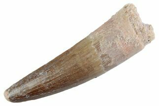 Fossil Spinosaurus Tooth - Feeding Worn Tooth #368017