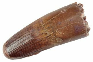 Fossil Spinosaurus Tooth - Feeding Worn Tooth #368022
