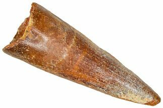 Fossil Spinosaurus Tooth - Real Dinosaur Tooth #368152