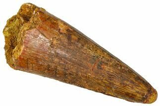 Cretaceous Fossil Crocodylomorph Tooth - Morocco #368168