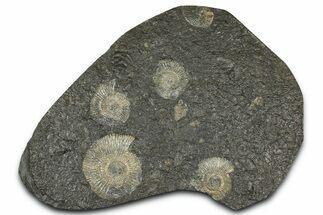 Fossil Ammonite (Dactylioceras) Cluster - Posidonia Shale, Germany #368170
