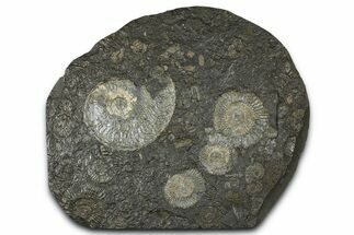 Fossil Ammonite Cluster - Posidonia Shale, Germany #368172