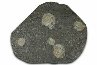 Fossil Ammonite (Dactylioceras) Cluster - Posidonia Shale, Germany #368178