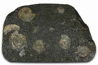 Fossil Ammonite (Dactylioceras) Cluster - Posidonia Shale, Germany #368182
