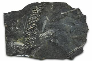 Fossil Scale Tree (Lepidodendron) Plate - Pennsylvania #368186