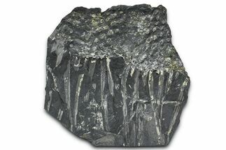 Fossil Lycopod Tree Root (Stigmaria) Plate - Pennsylvania #368190