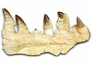 Fossils For Sale - NEW - FossilEra.com