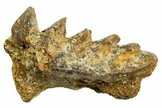 Cretaceous Lungfish (Ceratodus) Tooth Plate - Morocco #366738