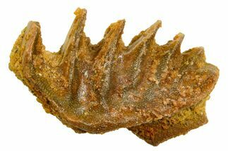 Cretaceous Lungfish (Ceratodus) Tooth Plate - Morocco #366740