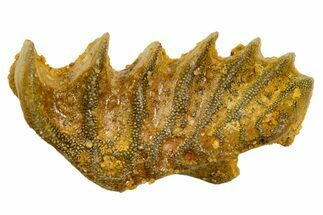 Cretaceous Lungfish (Ceratodus) Tooth Plate - Morocco #366744