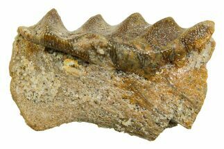 Cretaceous Lungfish (Ceratodus) Tooth Plate - Morocco #366750
