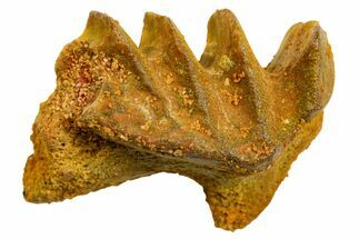 Cretaceous Lungfish (Ceratodus) Tooth Plate - Morocco #366752