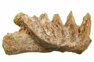 Cretaceous Lungfish (Ceratodus) Tooth Plate - Morocco #366754